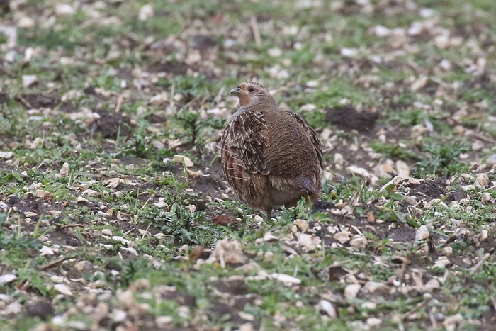 Grey Partridge