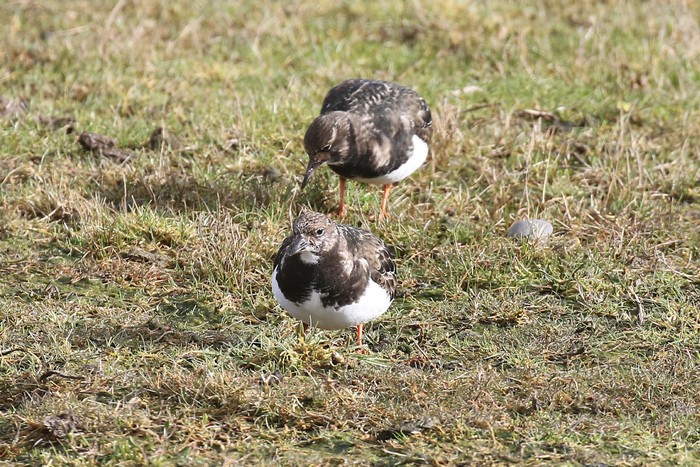 Turnstone
