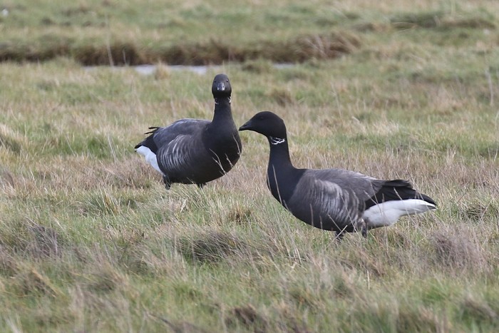 Brent Goose
