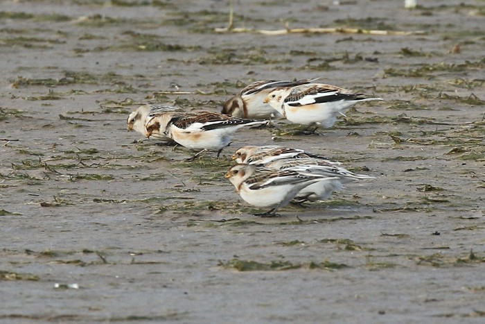 Snow Bunting