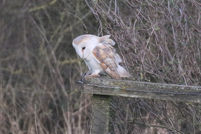 Barn Owl