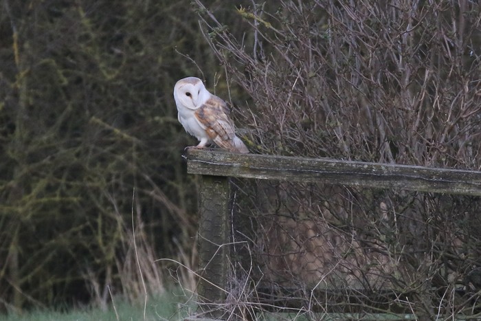 Barn Owl