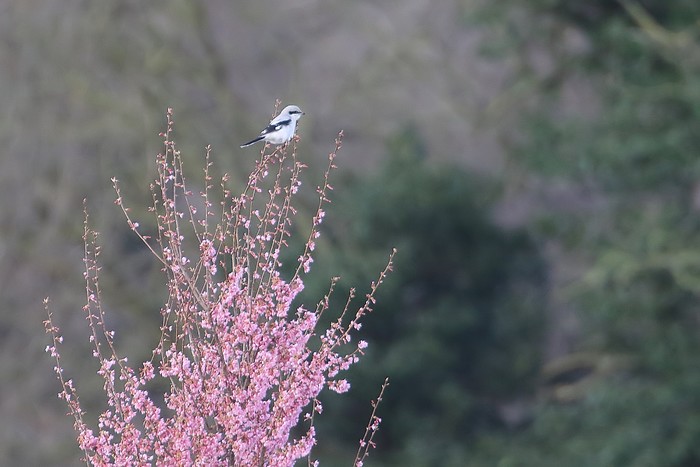 Great Grey Shrike