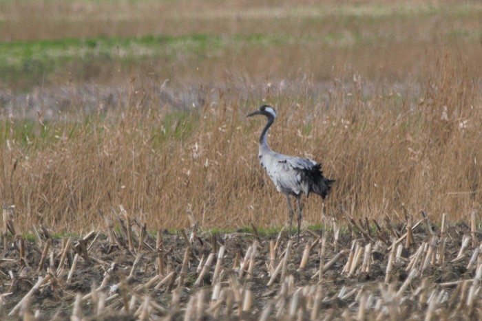 Common Crane