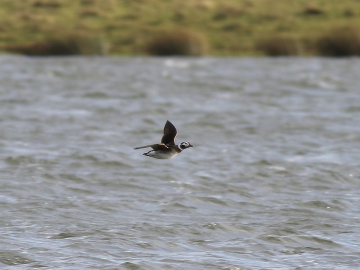 Long-tailed Duck