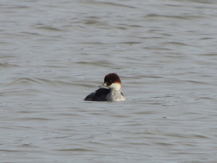Smew