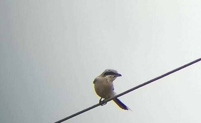 Great Grey Shrike