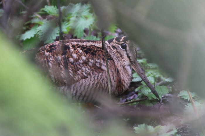 Woodcock