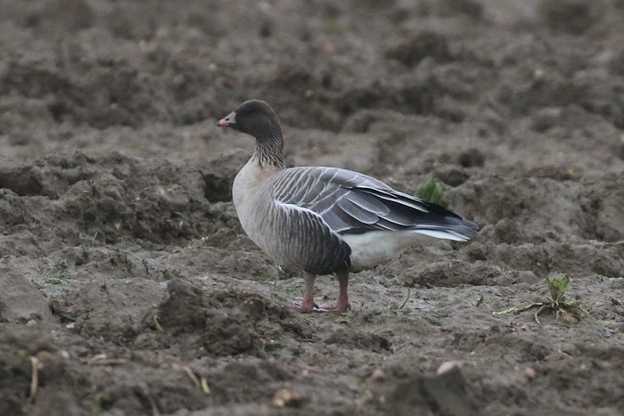 Pink-footed Goose
