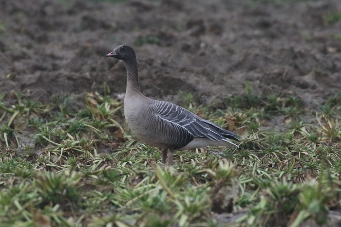 Pink-footed Goose