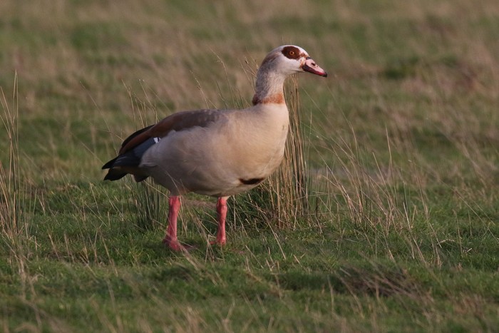 Egyptian Goose