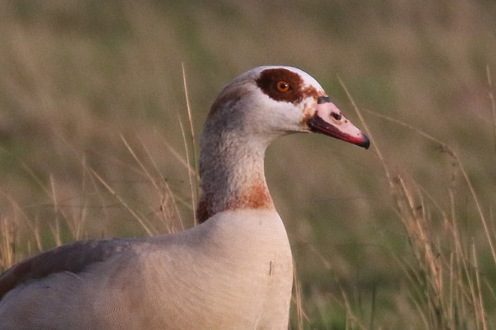 Egyptian Goose