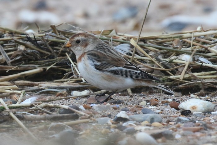 Snow Bunting