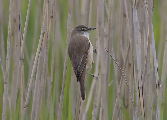 Great Reed Warbler