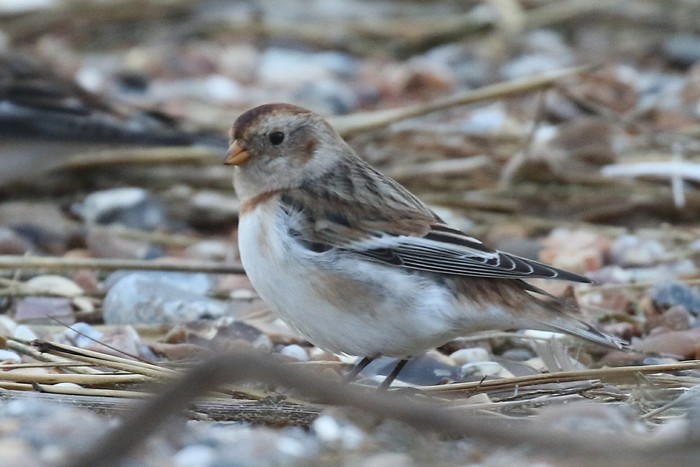 Snow Bunting