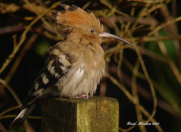 Hoopoe