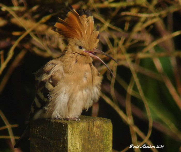 Hoopoe