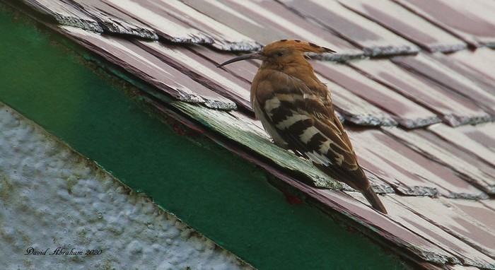 Hoopoe