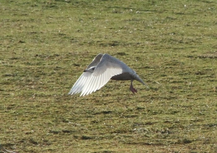 Iceland Gull