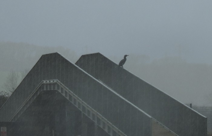 Cormorant