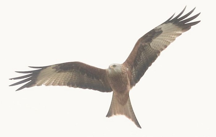 Red Kite
