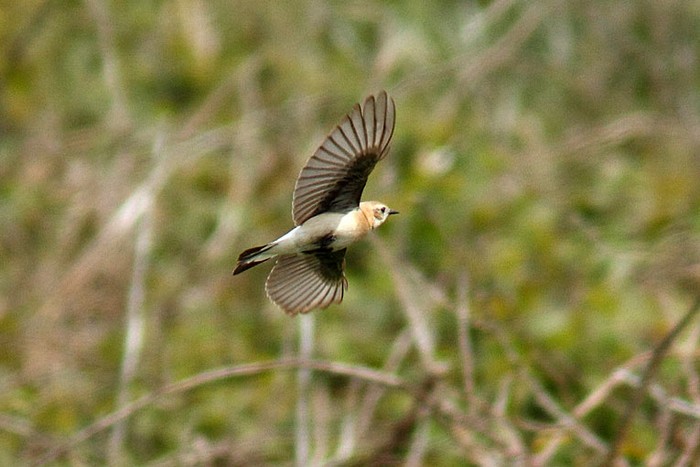 Black-eared Wheatear