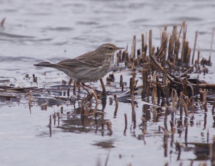 Water Pipit