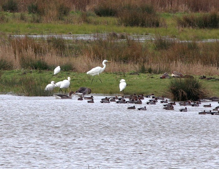 Spoonbill
