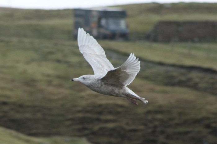Glaucous Gull