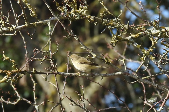 Chiffchaff