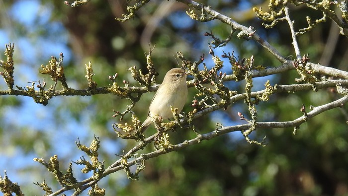 Chiffchaff