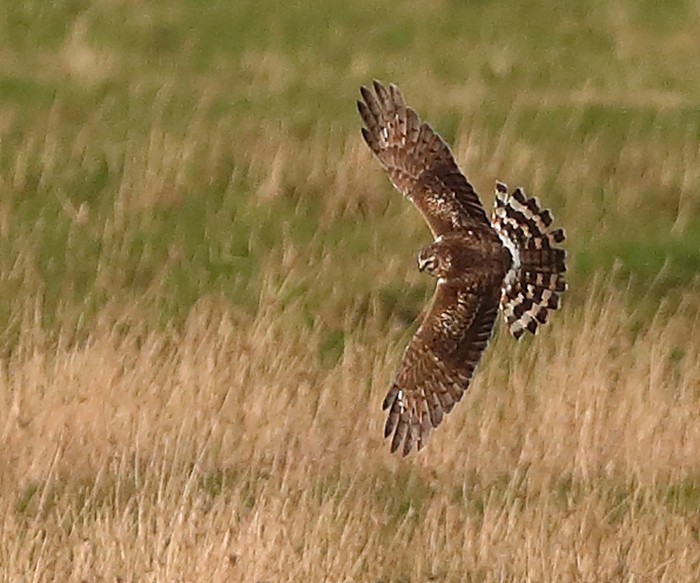 Hen Harrier