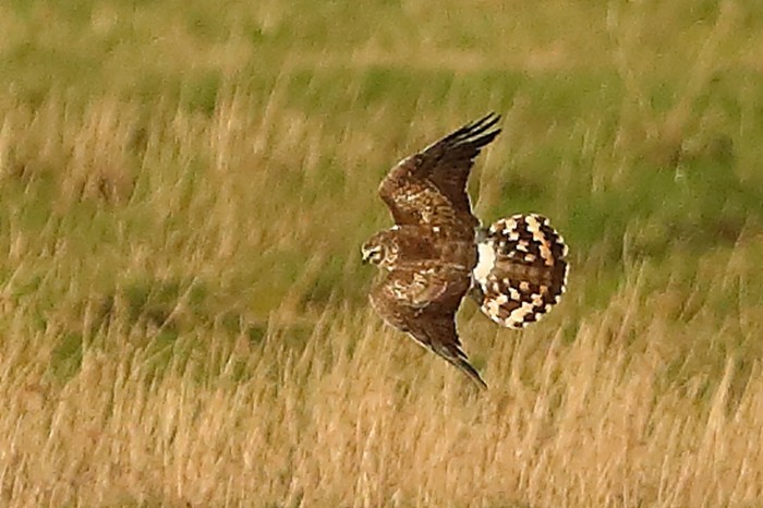 Hen Harrier