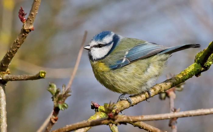 Blue Tit