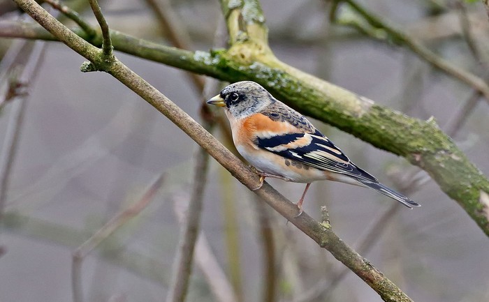 Brambling