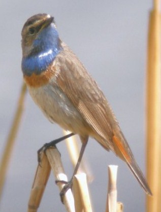 White-Spotted Bluethroat