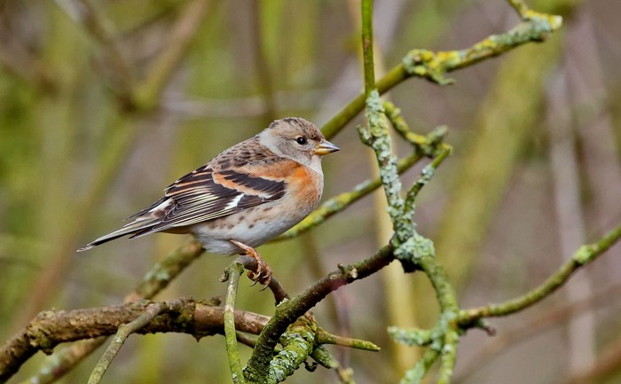 Brambling