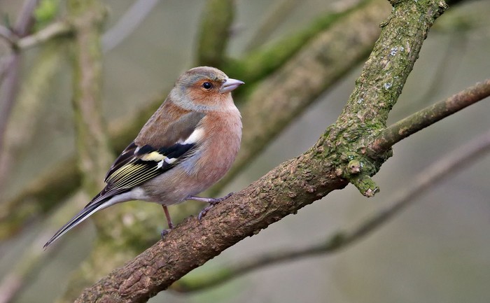 Chaffinch