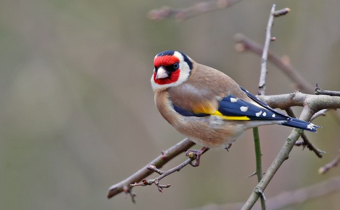 Goldfinch