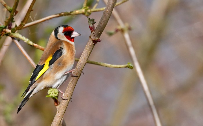 Goldfinch