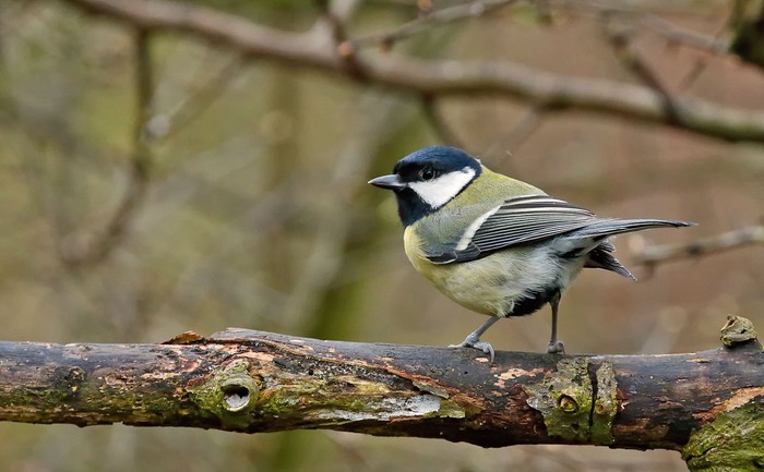 Great Tit