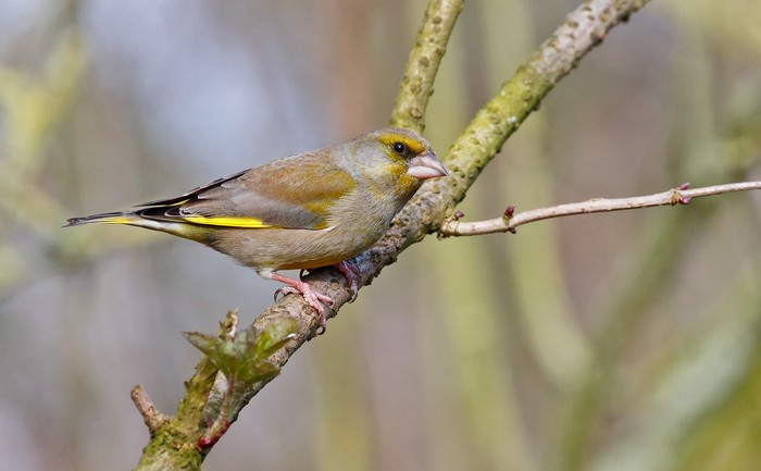 Greenfinch