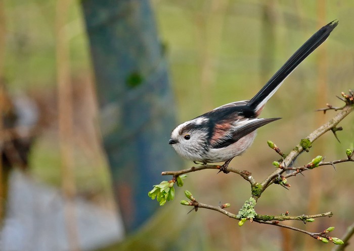Long-tailed Tit