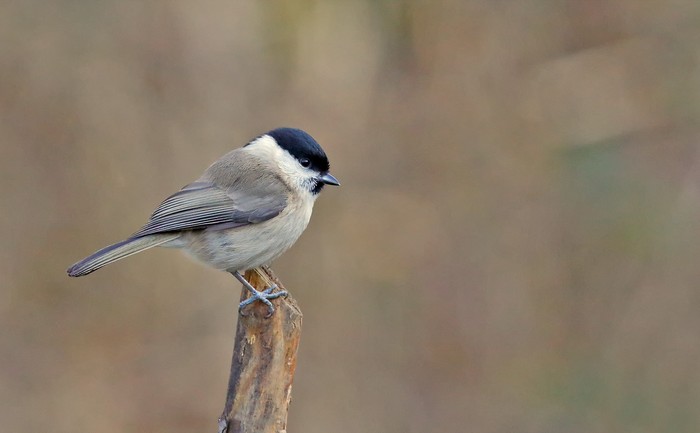 Marsh Tit