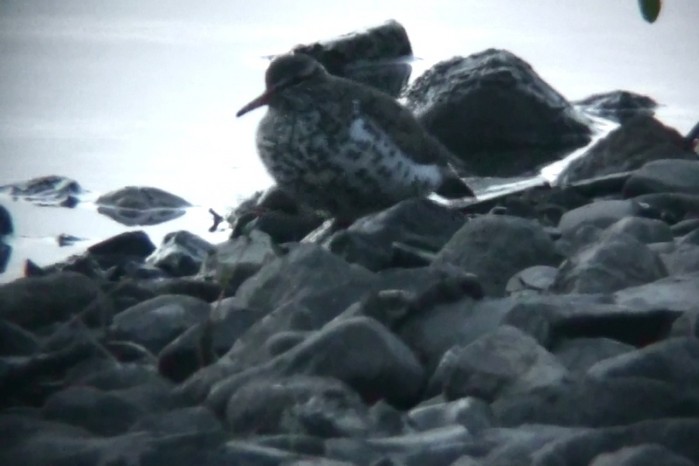 Spotted Sandpiper