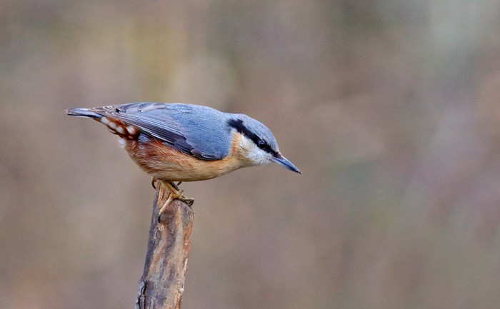Nuthatch