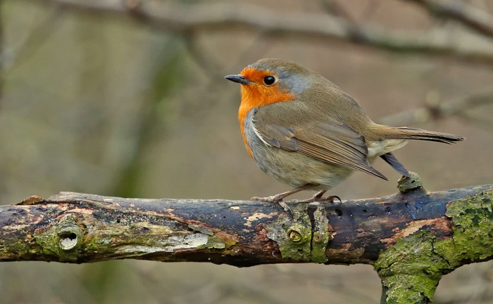 Robin