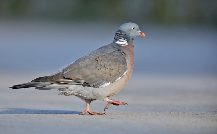 Woodpigeon