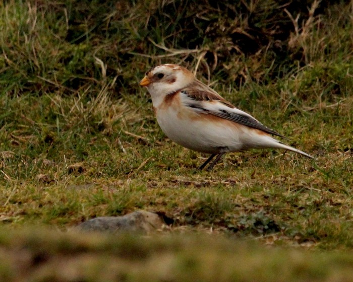 Snow Bunting