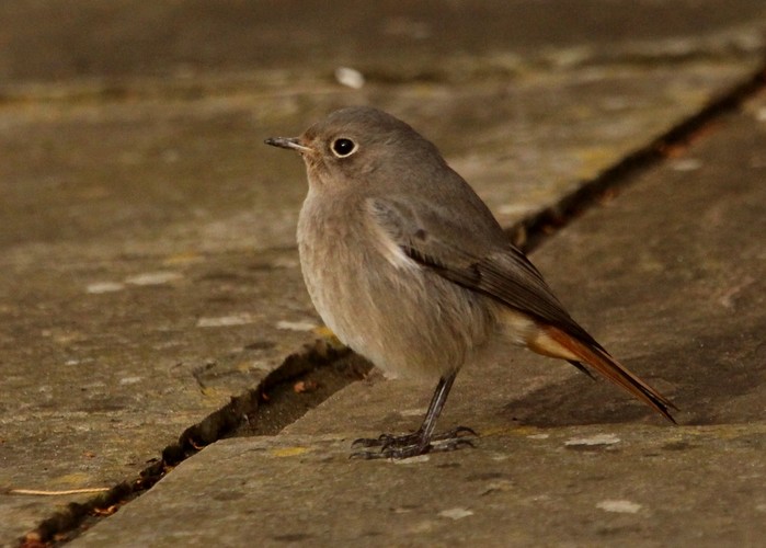 Black Redstart